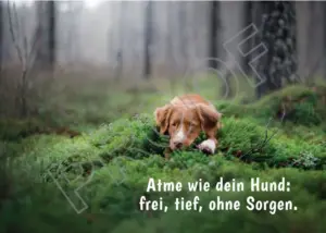 Postkarten mit Hundemotiv