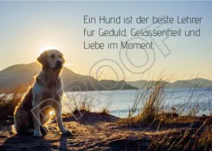 Postkarten mit Hundemotiv