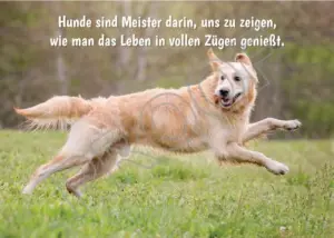 Postkarten mit Hundemotiv