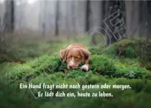 Postkarten mit Hundemotiv