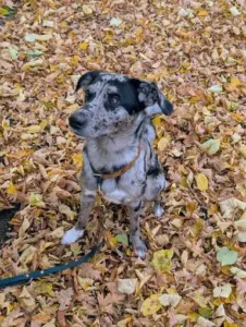 Fotospaziergang in der Natur mit Hund