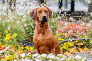 Erlebnisspaziergang mit Hund und professionellem Fotoshooting in Dresden