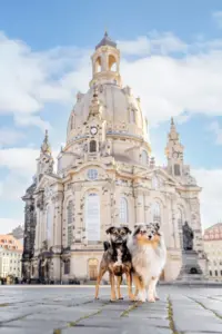 Hundespaziergang mit professionellem Fotoshooting durch die Hellerberge in Dresden