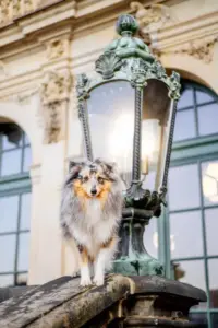 Hundespaziergang mit professionellem Fotoshooting in Dresden