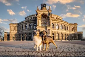 Hundespaziergang mit Fotoshooting in Dresden