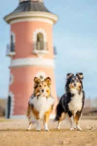 Hundespaziergang durch die Hellerberge in Dresden mit professionellem Fotoshooting