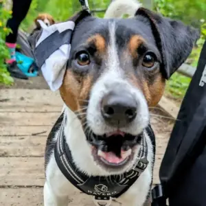 Hundewanderung mit Yoga in Dresden
