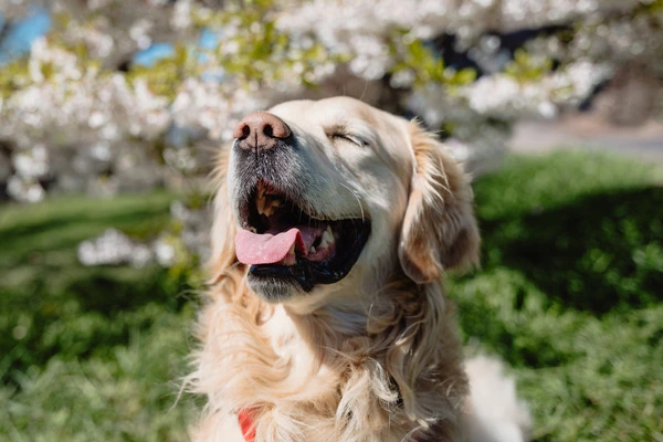Embodiment für Frauen mit Hund