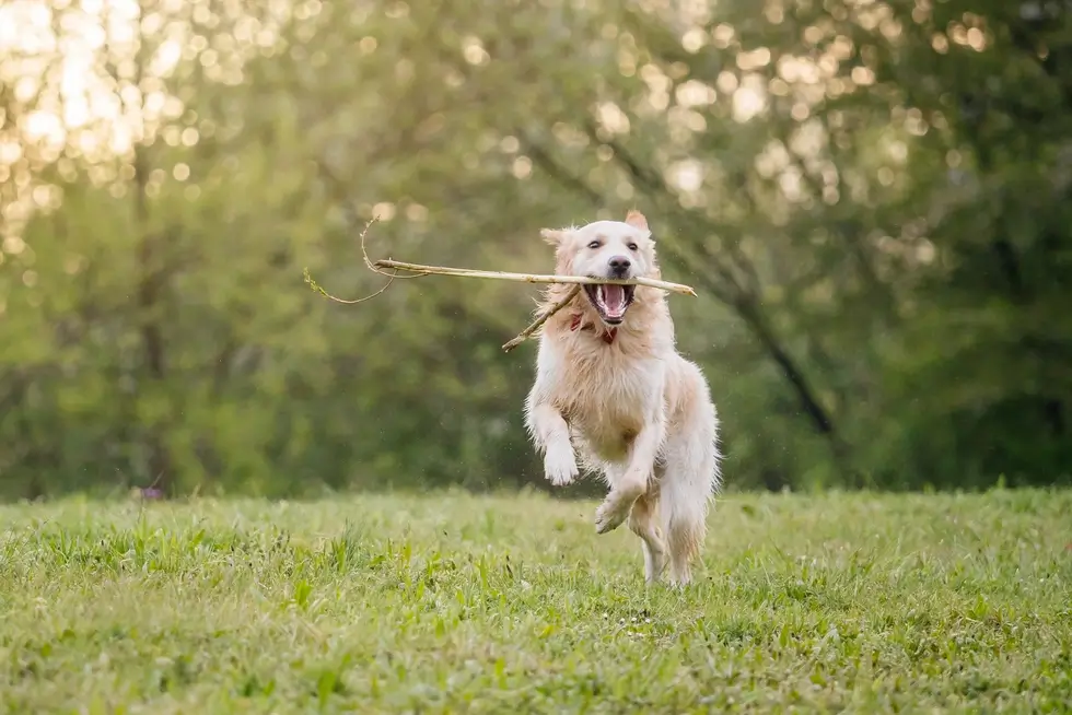 Hund als Spiegel